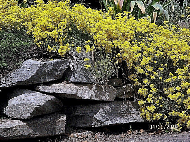 Žuti vrt Dizajn: Dizajn vrtne sheme sa žutim biljkama
