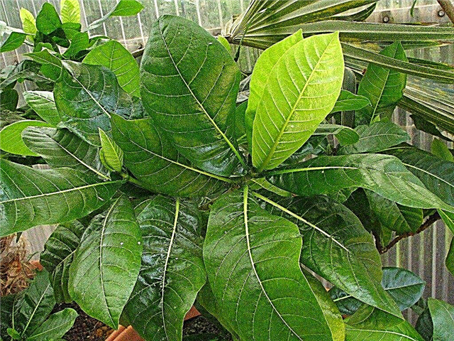 Gardenia Vintervård - Tips för övervintring över Gardenia-växter