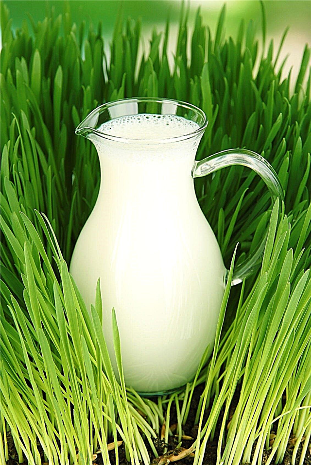 Vorteile von Milchdünger: Verwendung von Milchdünger auf Pflanzen