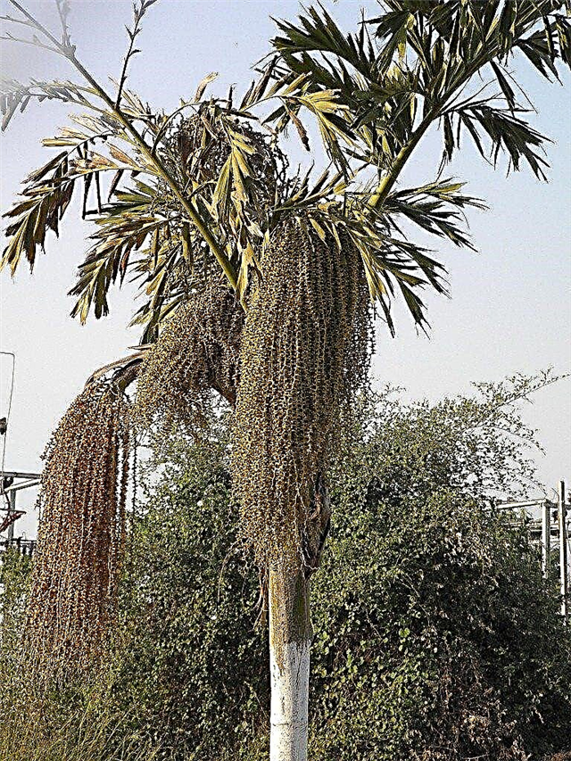 Fishtail palm care: tips för odling av fishtail palmträd inomhus