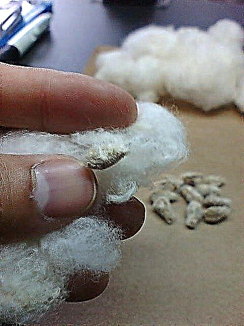 Jardinage de farine de coton: les graines de coton sont-elles saines pour les plantes