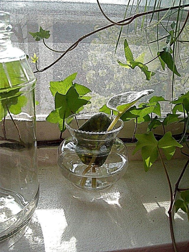 النباتات المنزلية في زجاجات: كيفية زراعة النباتات في الماء