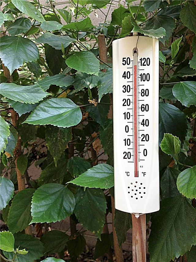 Heat Wave Trädgårdsrådgivning - Lär dig mer om växtskötsel under en värmebölja
