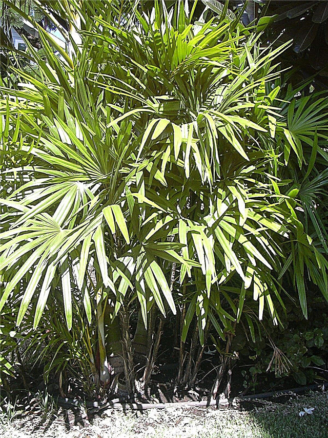 Lady Palm Care: Dicas para o cultivo de Lady Palms dentro de casa
