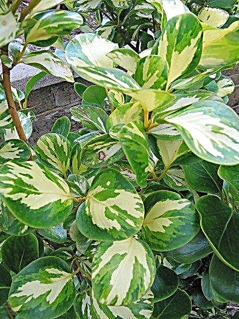 Griselinia Care: Informações sobre como cultivar um arbusto Griselinia
