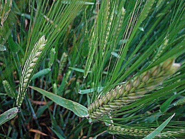 Home Garden Barley - Cómo cultivar cebada como cultivo de cobertura