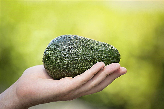 Avocado høsttid: tip til plukning af avocados