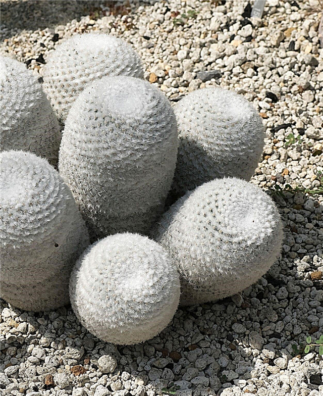 Puffs de polvo de Mammillaria: Cactus de hojaldre de polvo en crecimiento