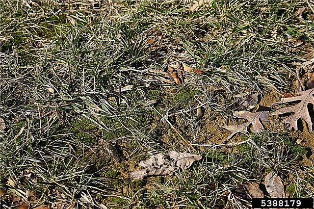التحكم في نمو الطحالب في المروج: نصائح للتحكم في الطحالب في العشب