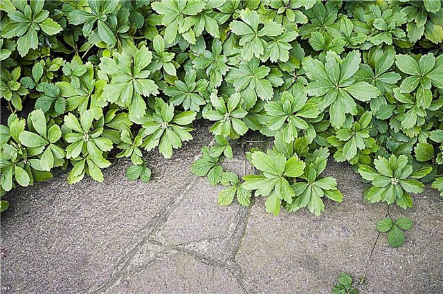 Cultivo de plantas de Pachysandra: cómo plantar la cubierta del suelo de Pachysandra