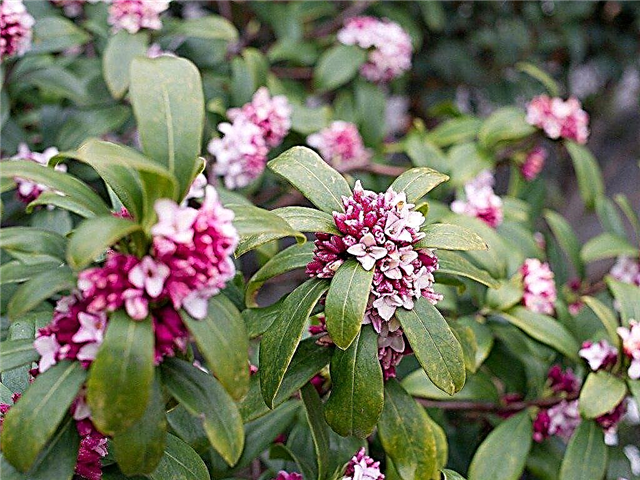 Growing Winter Daphne Plants: Care For Winter Daphne