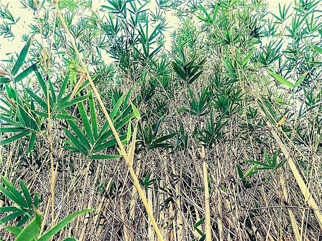 Variedades de bambu do deserto - cultivo de bambu no deserto