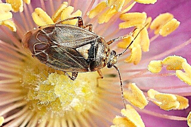 ما هي البق Lygus: نصائح لمكافحة الحشرات Lygus Bug
