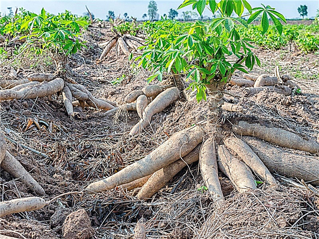 Cuidados com a planta da mandioca - informações sobre como cultivar mandioca