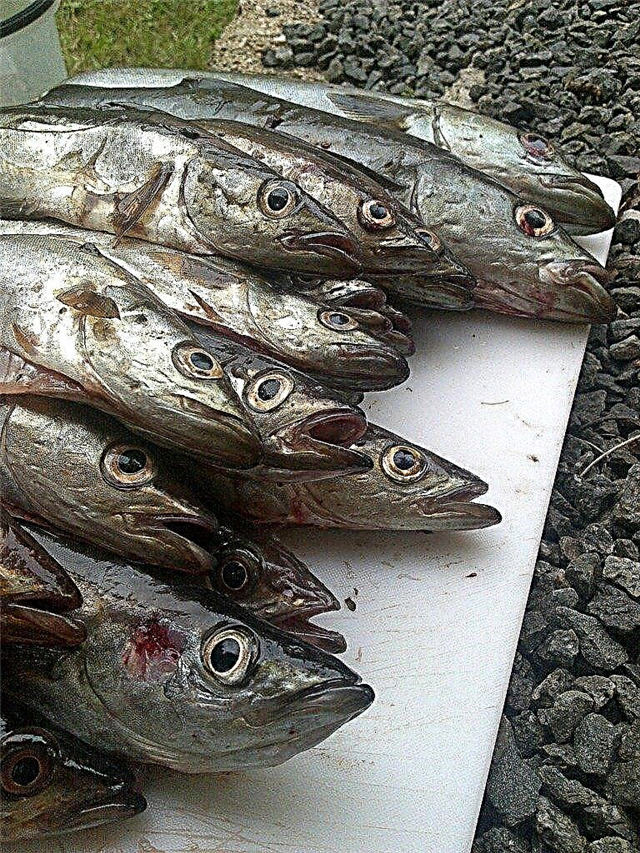 Λίπασμα γαλακτώματος ψαριών - Συμβουλές για τη χρήση γαλακτώματος ψαριών σε φυτά