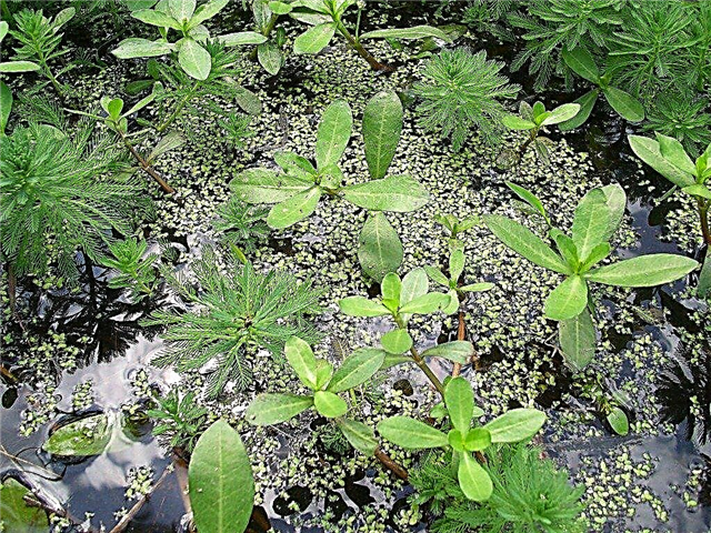 محطات المياه المغمورة - اختيار وزراعة نباتات الأحواض المؤكسجة