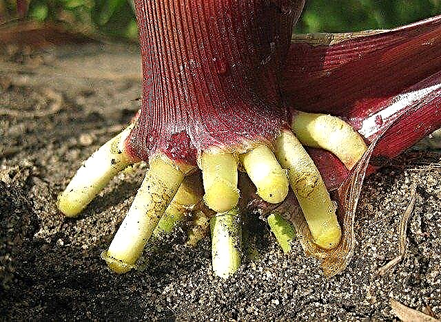 تكاثر النبات: نصائح لتكاثر الجذور العرضية