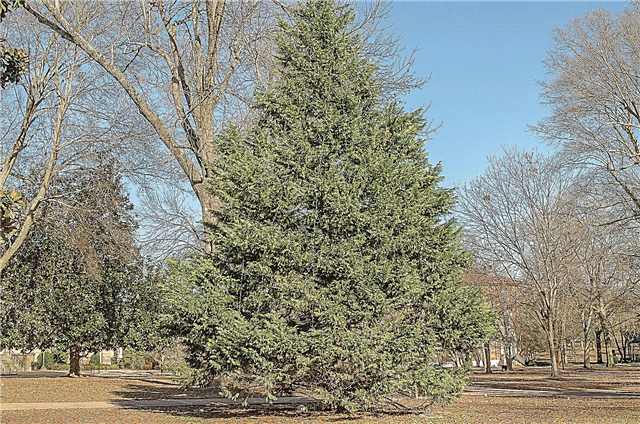 Cedar Tree Care: tips voor het kweken van cederbomen