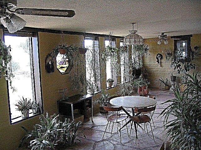Биљке за сунчане собе: Уживају у биљкама из биљака током целе године