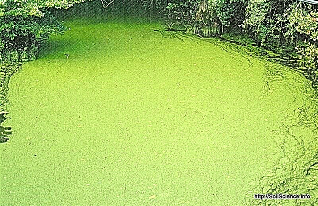 Élimination des algues d'étang et d'aquarium: comment se débarrasser des algues