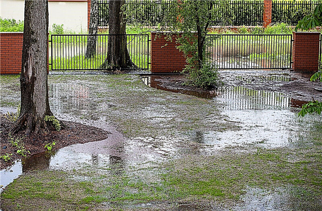 تنظيف أضرار الفيضانات: نصائح للحد من أضرار الفيضانات في الحديقة