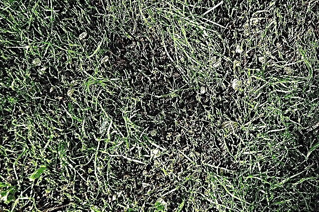 Qué es la siembra excesiva: información sobre el momento y la mejor hierba para la siembra excesiva