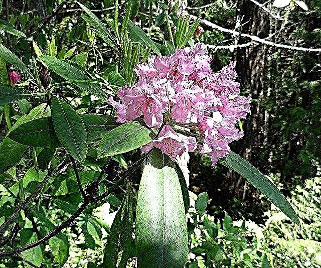 Rhododendron-Probleme: Wie man rußigen Schimmel auf Rhododendren loswird