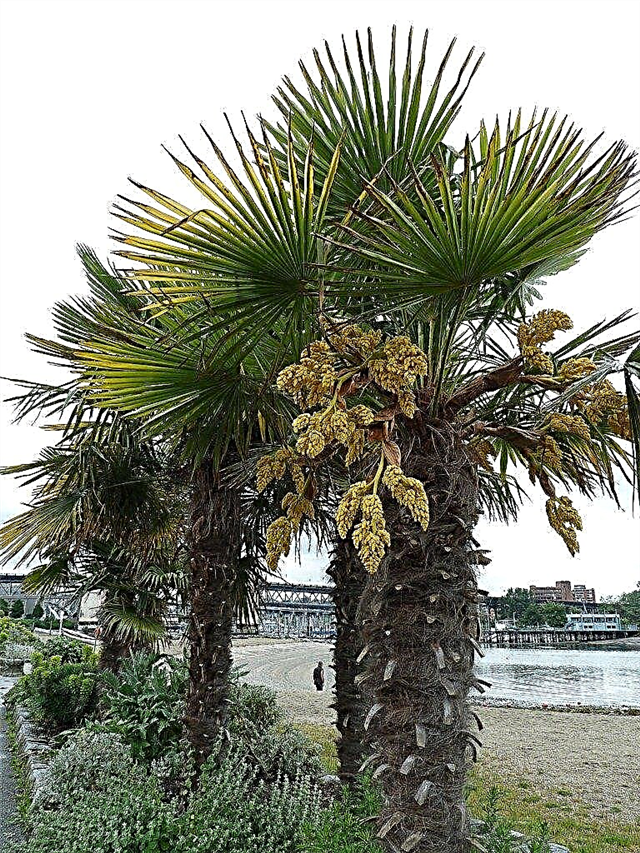 Augančios vėjo malūnų palmės - vėjo malūnų palmių sodinimas ir priežiūra