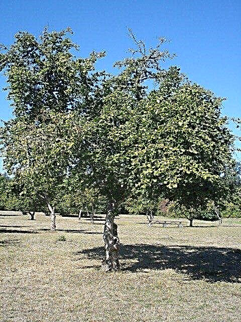 Haselnussanbau: Wie man Haselnuss- und Haselnussbäume züchtet