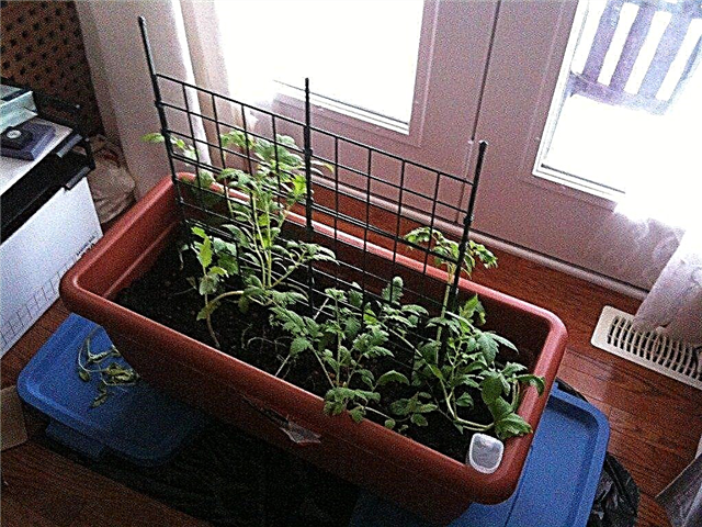 Cultivo de tomates de interior - Consejos sobre cómo cultivar plantas de tomate durante el invierno