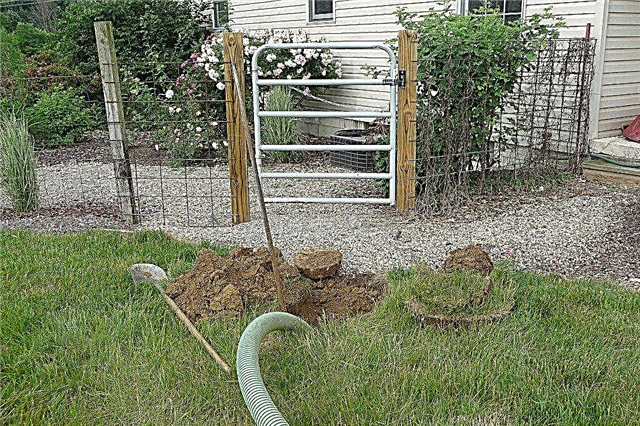 Jardins potagers de fosses septiques - Conseils pour le jardinage sur les fosses septiques