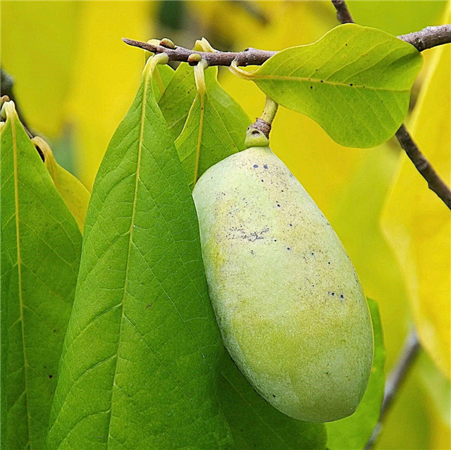 Acerca de los árboles de papaya: consejos para plantar un árbol de papaya