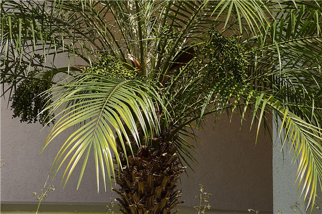 Pygmy Date Palm Information: Cómo cultivar palmeras de pigmeos