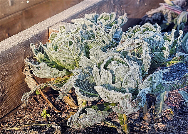Hard Frost คืออะไร: ข้อมูลเกี่ยวกับพืชที่ได้รับผลกระทบจาก Hard Frost