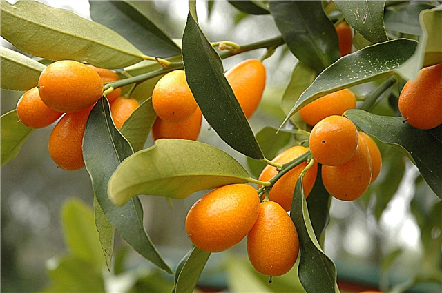 Nega dreves Kumquat: Nasveti za gojenje dreves Kumquat