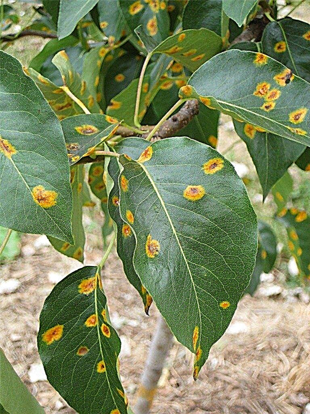 Pear Rust Mites - Fixing Pear Rust Mite Schade In Pear Trees