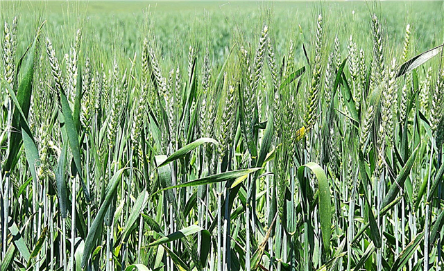 Obilí zimní pšenice: Pěstování zimní pšenice doma