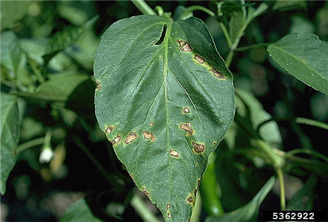 Peppery Leaf Spot: Como tratar manchas bacterianas em pimentas
