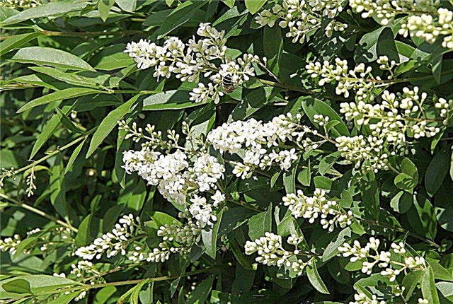Cuidado de Ligustrum: información sobre cómo cultivar arbustos de Ligustrum