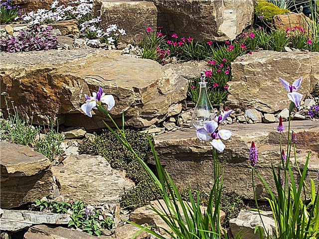 Plantas de rocalla de pleno sol: elección de plantas de pleno sol para un jardín de rocas