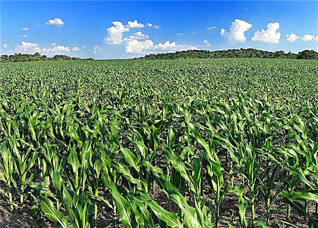 ما هو الزراعة الأحادية: مساوئ الزراعة الأحادية في البستنة