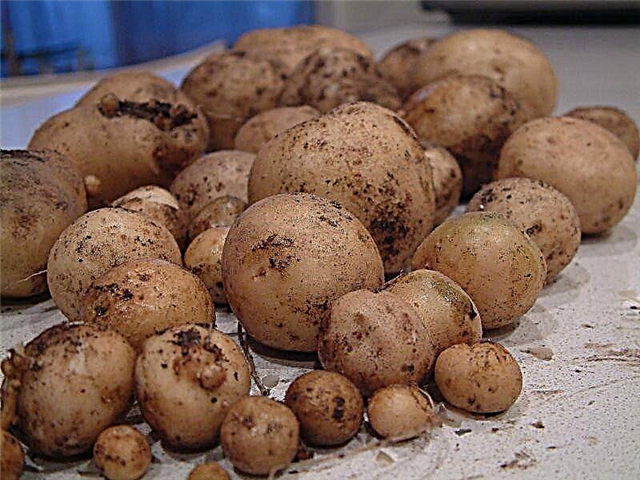 Causes des peaux de pommes de terre amères: en savoir plus sur la peau verte sur une pomme de terre