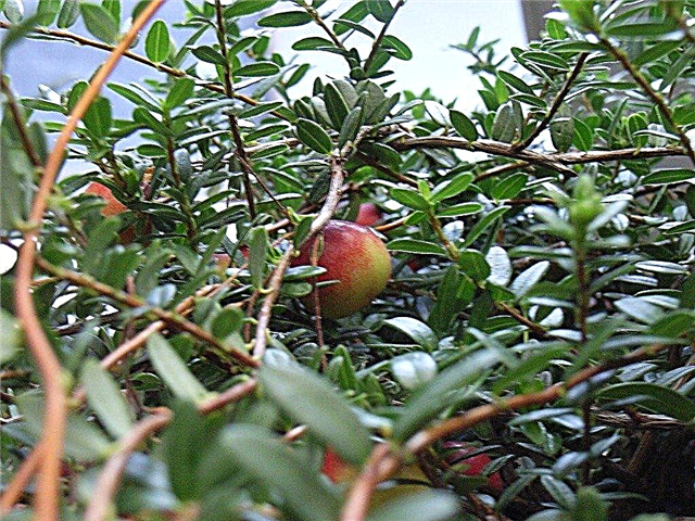 Cranberry Vine Care - Aflați cum să crească afine acasă