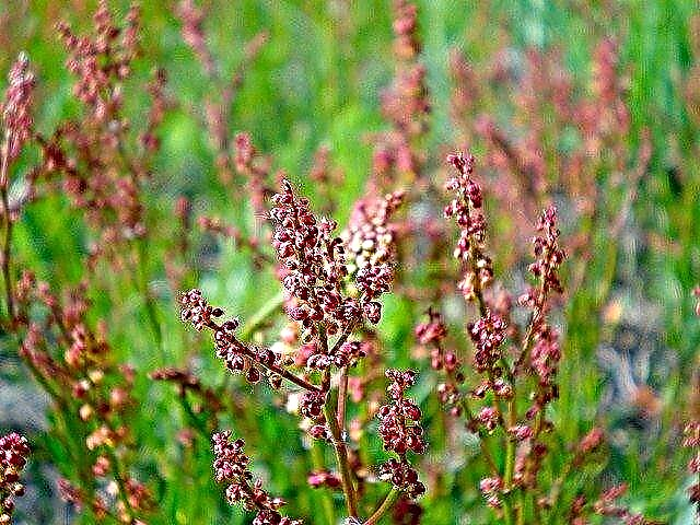 Sorrel Weed Control: Hur man kontrollerar gula och röda Sorrel Weeds