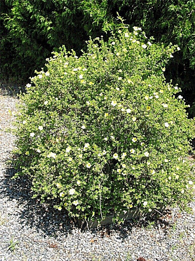 Información de Bush de ranúnculo: aprenda sobre el cultivo de arbustos de ranúnculo de Turnera