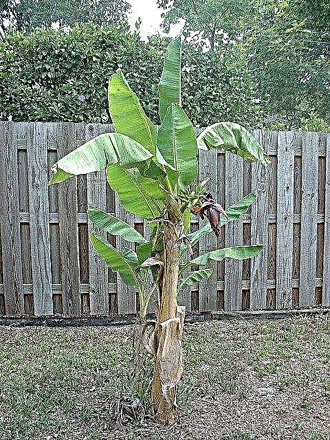 Copaci cu banane tari: cum să crească și să aibă grijă de un copac de banană rezistent