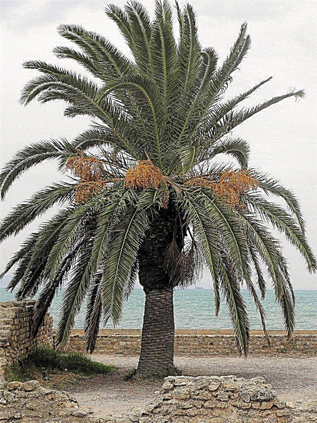 Starostlivosť o Palm Tree: Tipy, ako pestovať rande