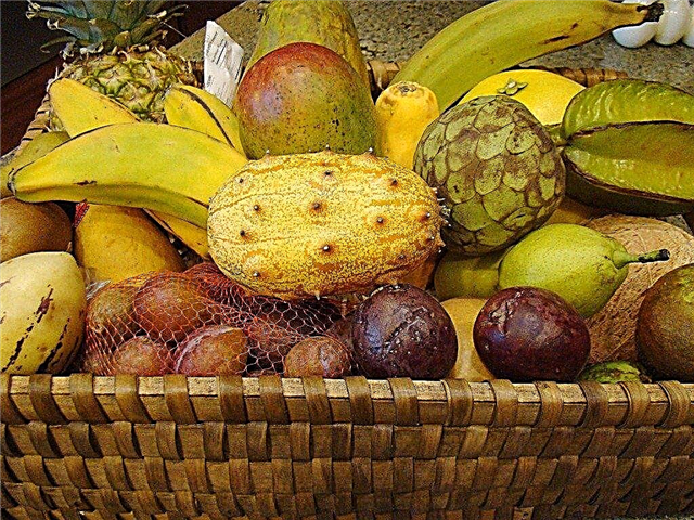Trồng cây ăn quả nhiệt đới - Các loại trái cây nhiệt đới kỳ lạ để trồng tại nhà