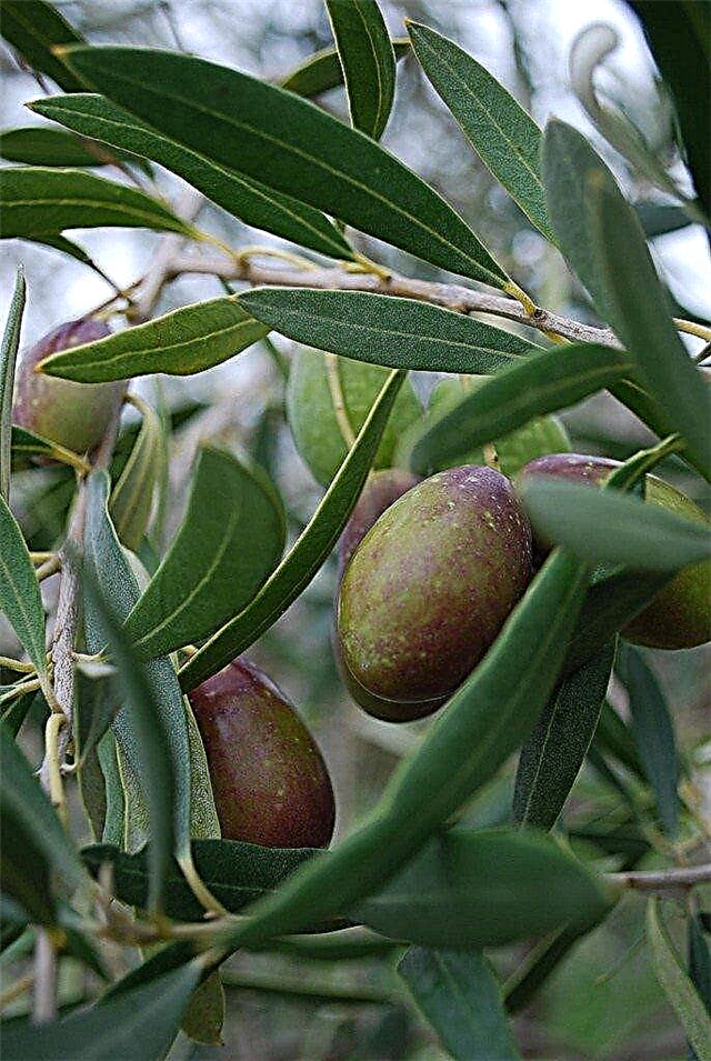 Olive Tree Care: informatie over het kweken van olijfbomen