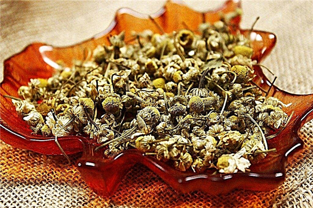 Pflanzen für Teegärten: Wie man die besten Pflanzen für Tee braut